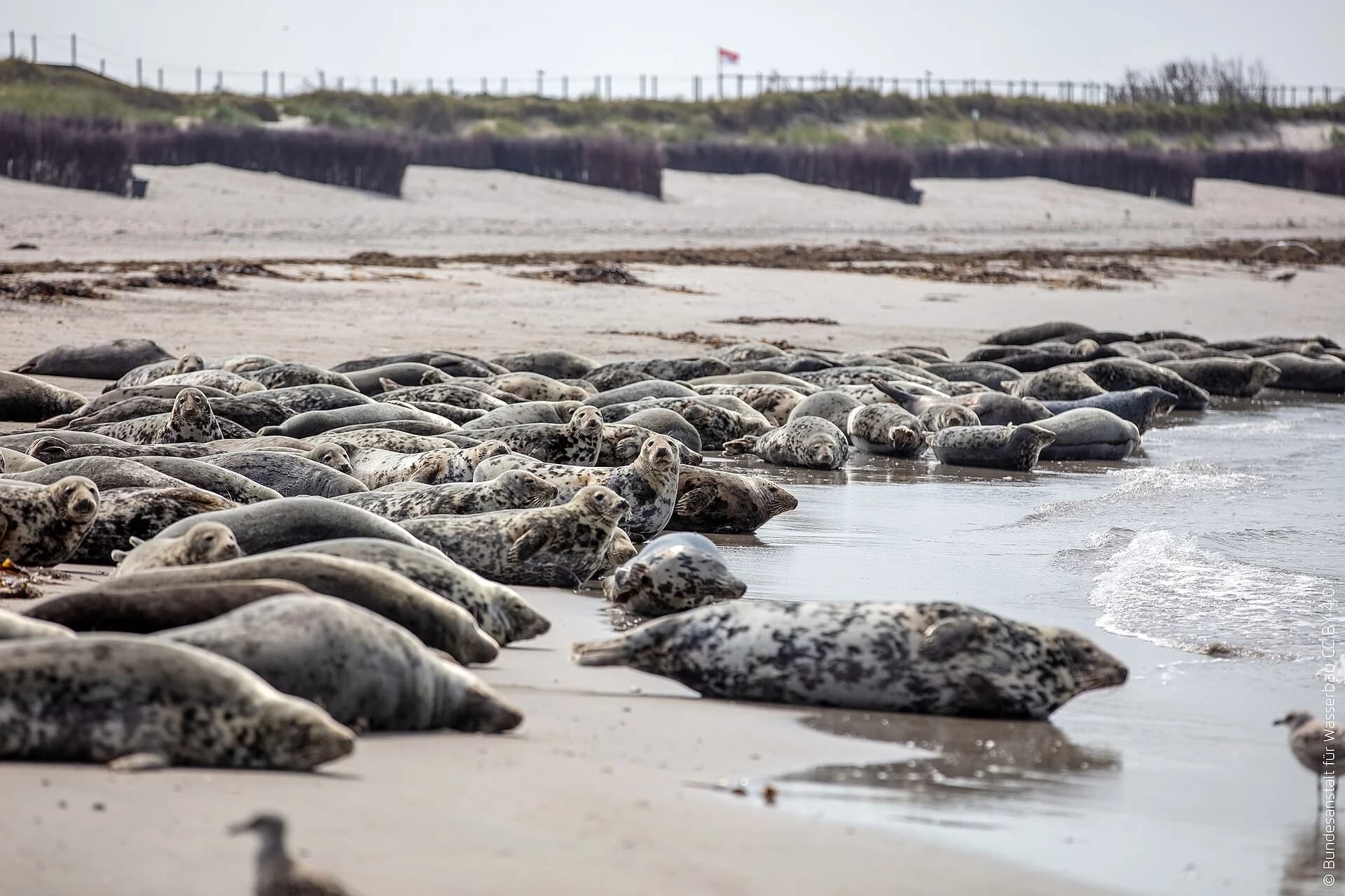 Robben ruhen am Wasser auf Helgolands Düne